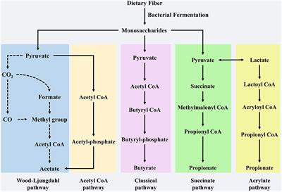 Biological Function of Short-Chain Fatty Acids and Its Regulation on Intestinal Health of Poultry